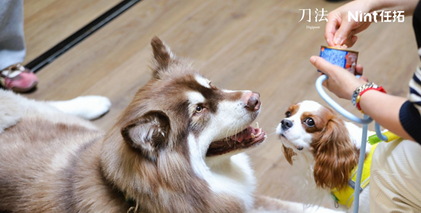 宠物行业报告下载｜刀法x任拓宠物闭门会