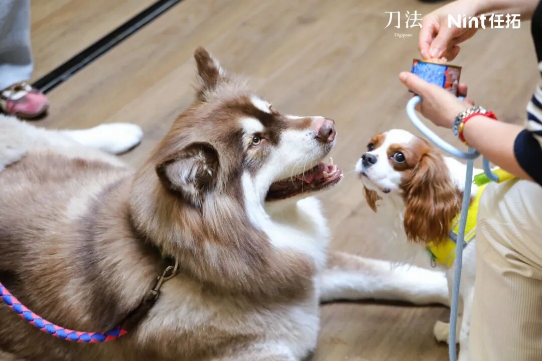 刀法联合 Nint 任拓举办的宠物行业闭门会《千亿宠物市场的电商趋势与增长机会》
